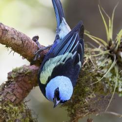 Tangara real The blue-necked tanager 