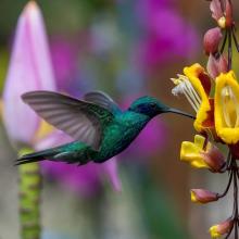 Colibríes - Enrique Ascanio